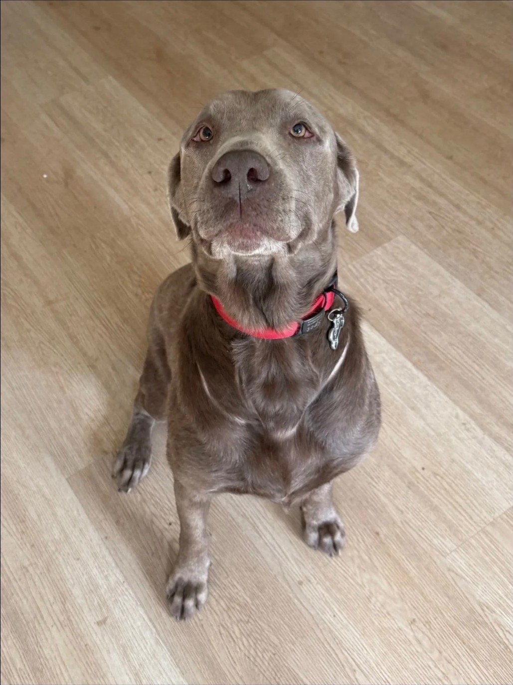 Spot, a gray Labrador retriever sitting indoors