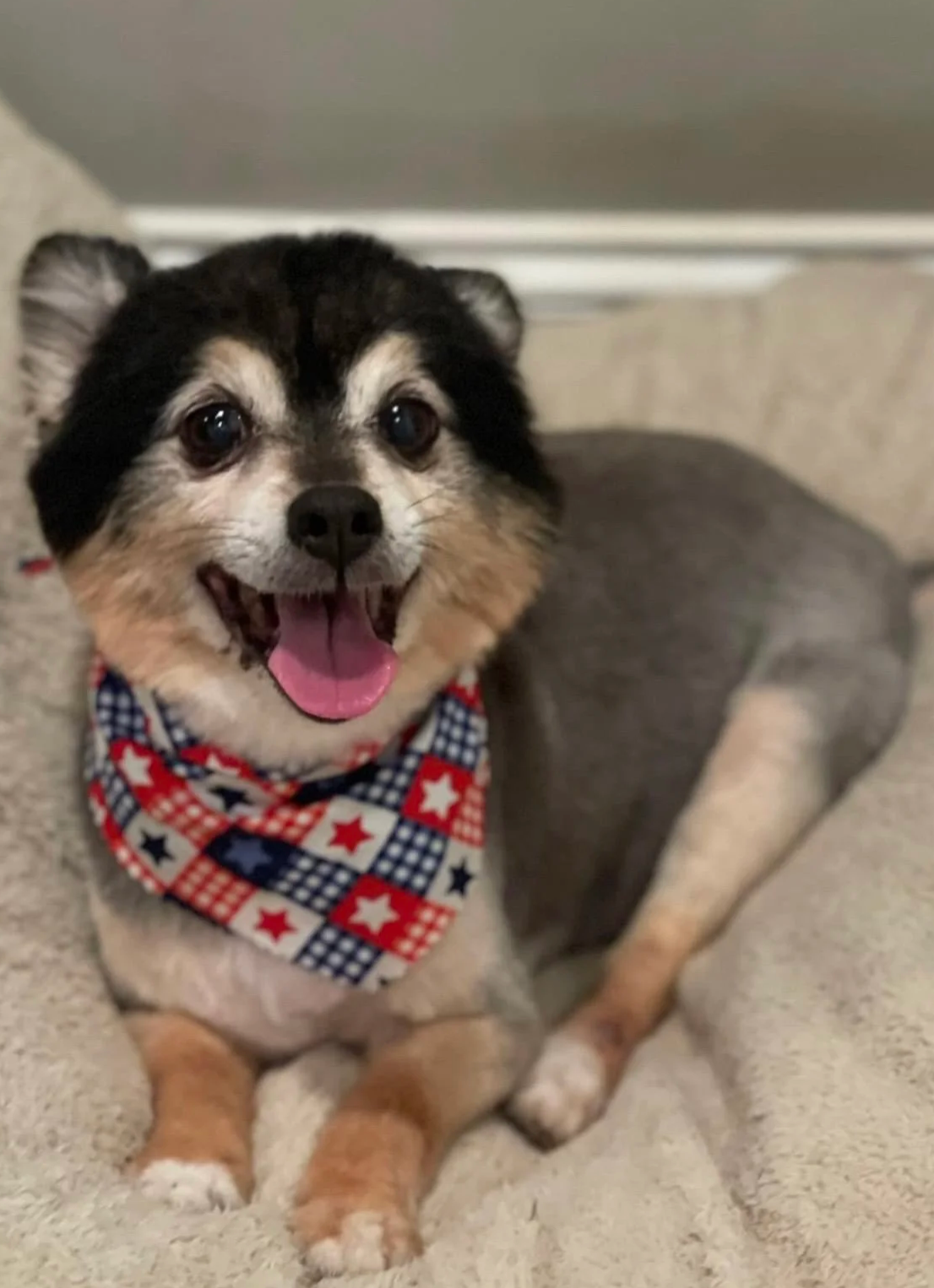 Small Pomeranian mix with a bandana after a full-service dog groom