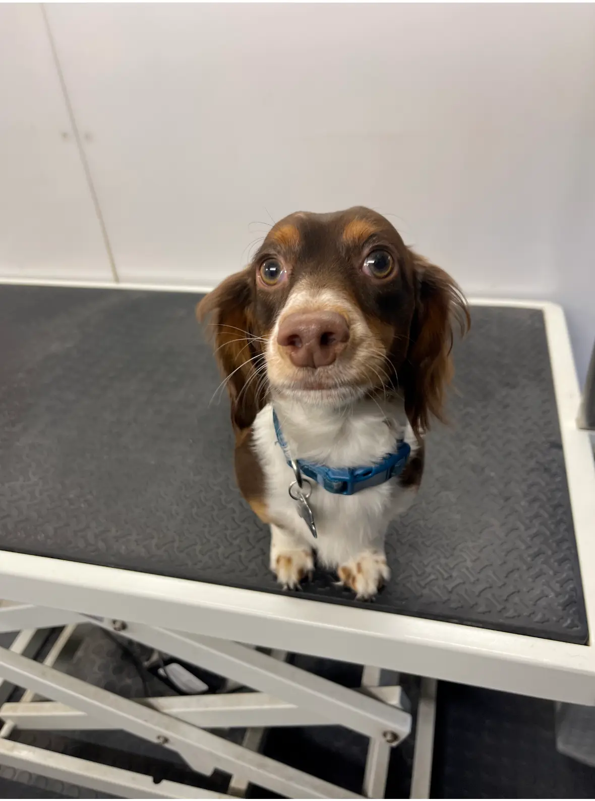 Dachshund on the grooming table during a salon grooming appointment