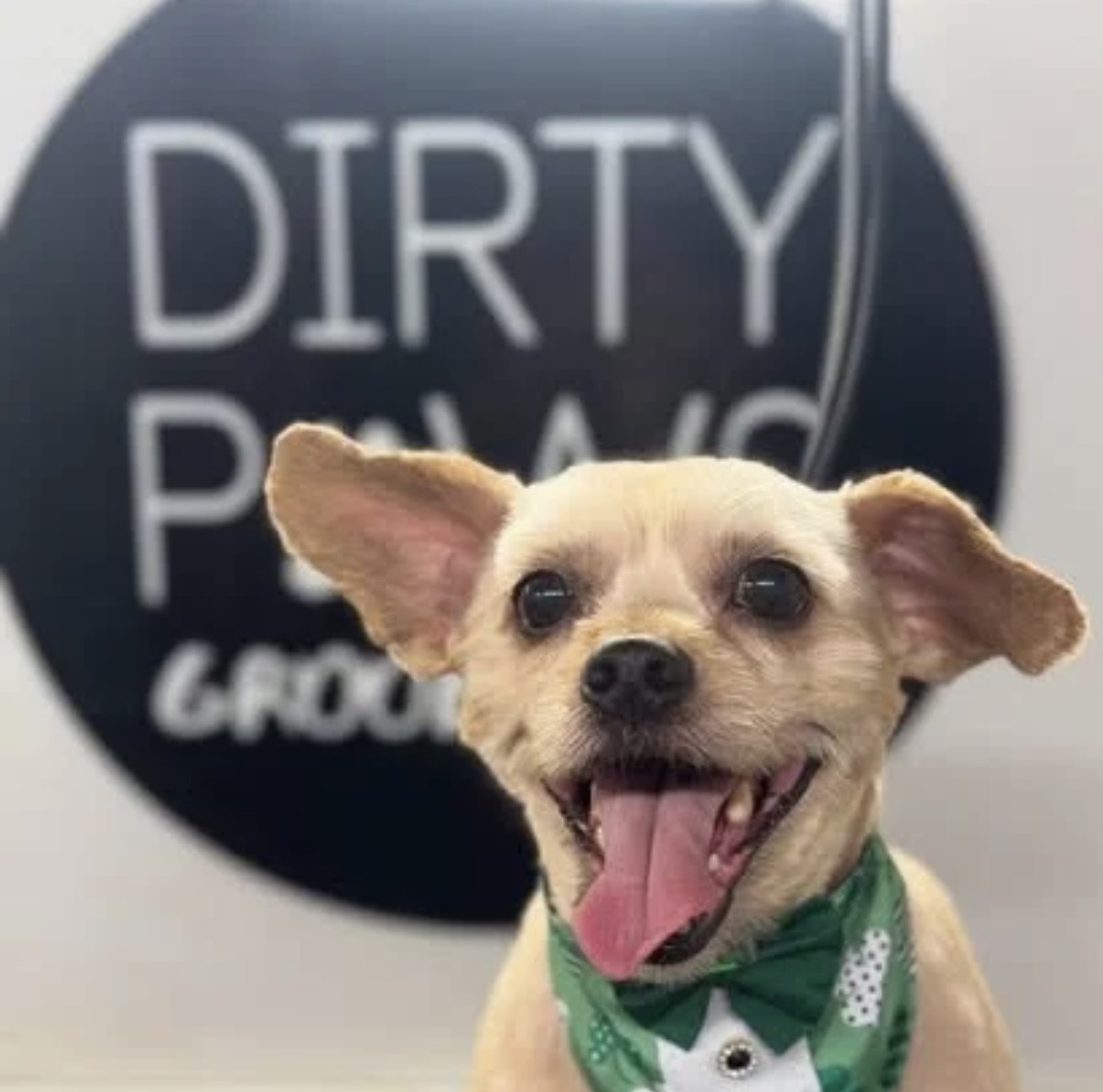 Happy chihuahua mix in a bow tie after a groom at Dirty Paws Groom n Go