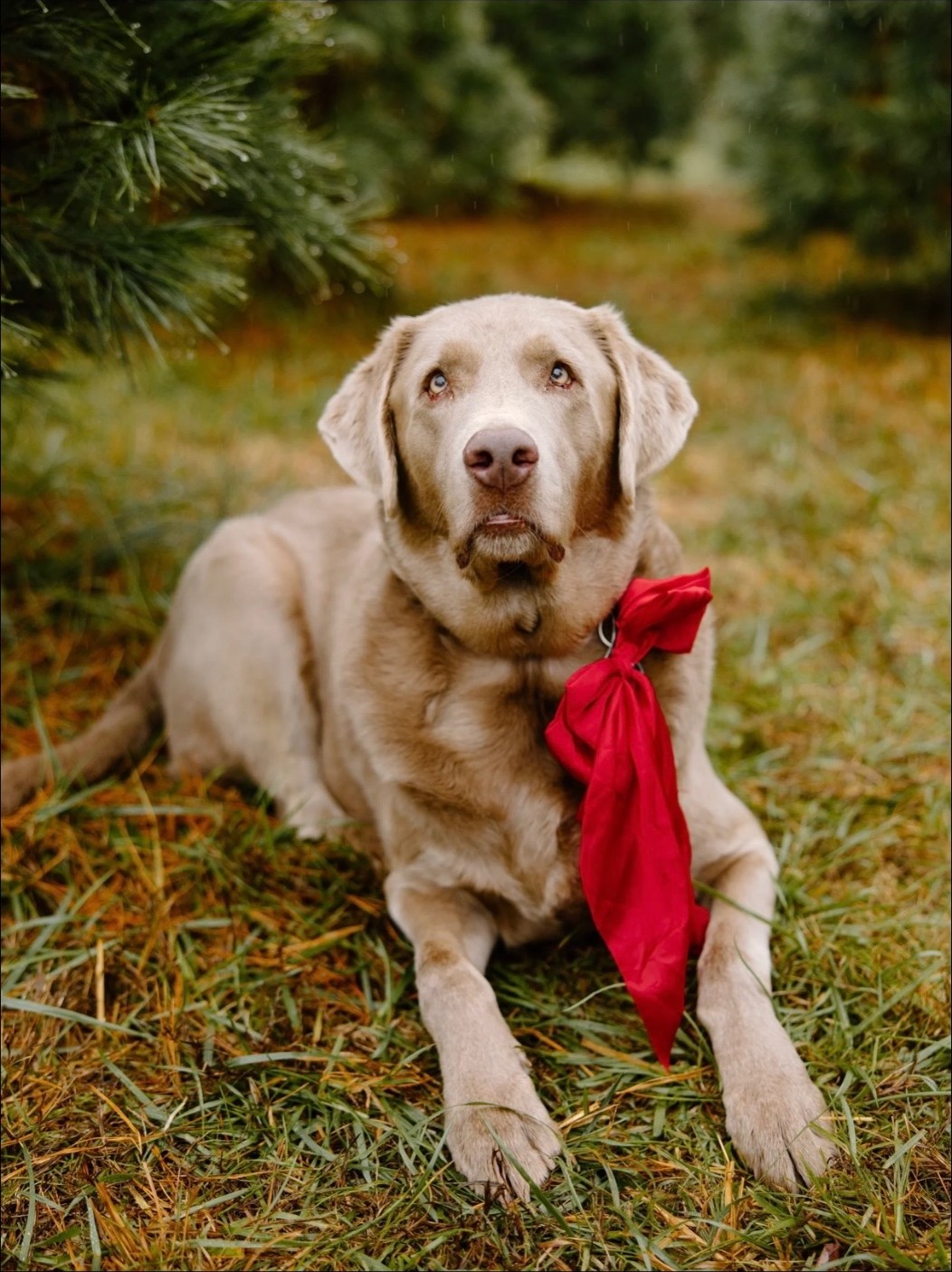 Cole, a silver Labrador retriever wearing a red bandana