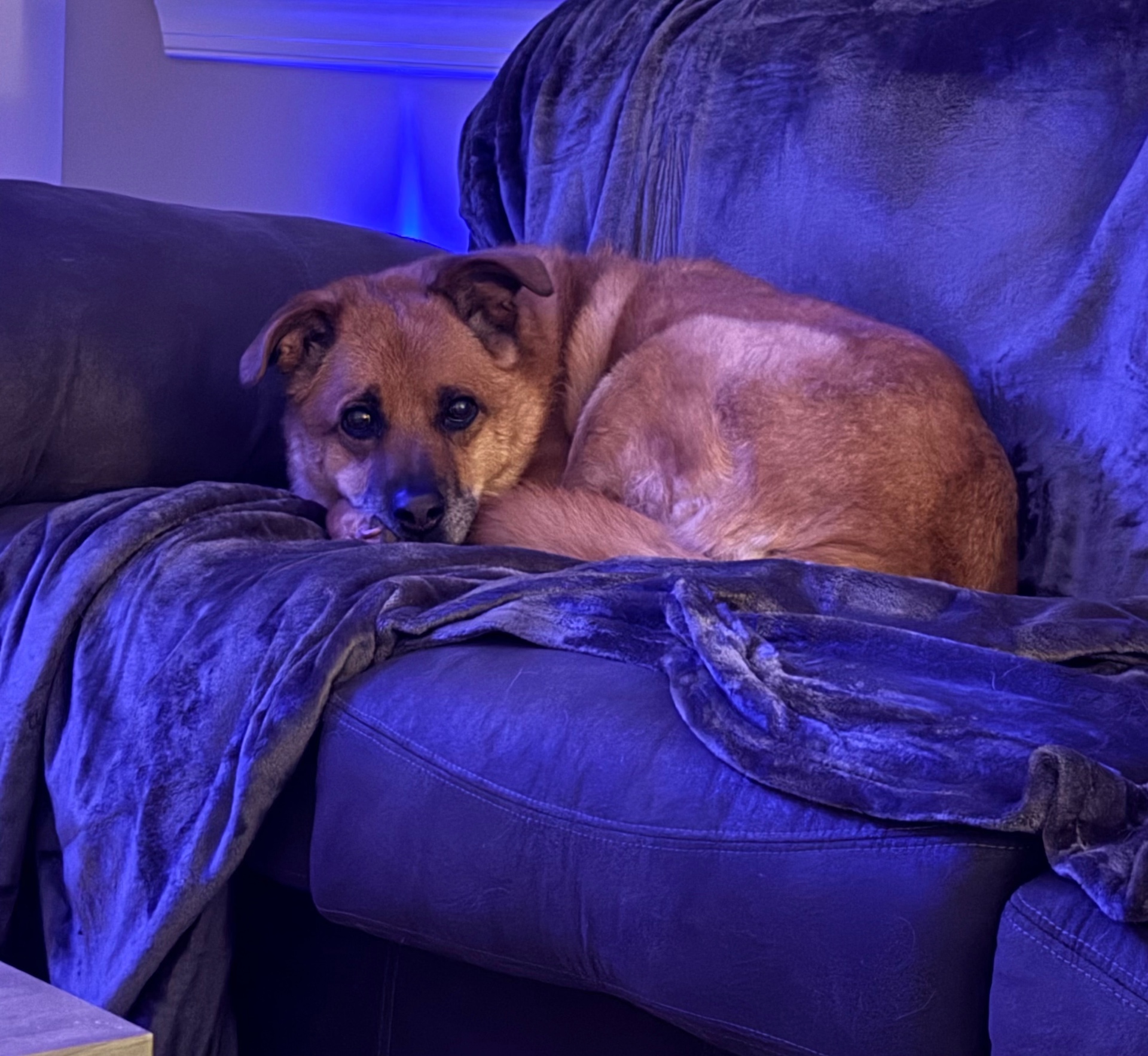 Senior shepherd mix curled up on the couch during overnight dog boarding