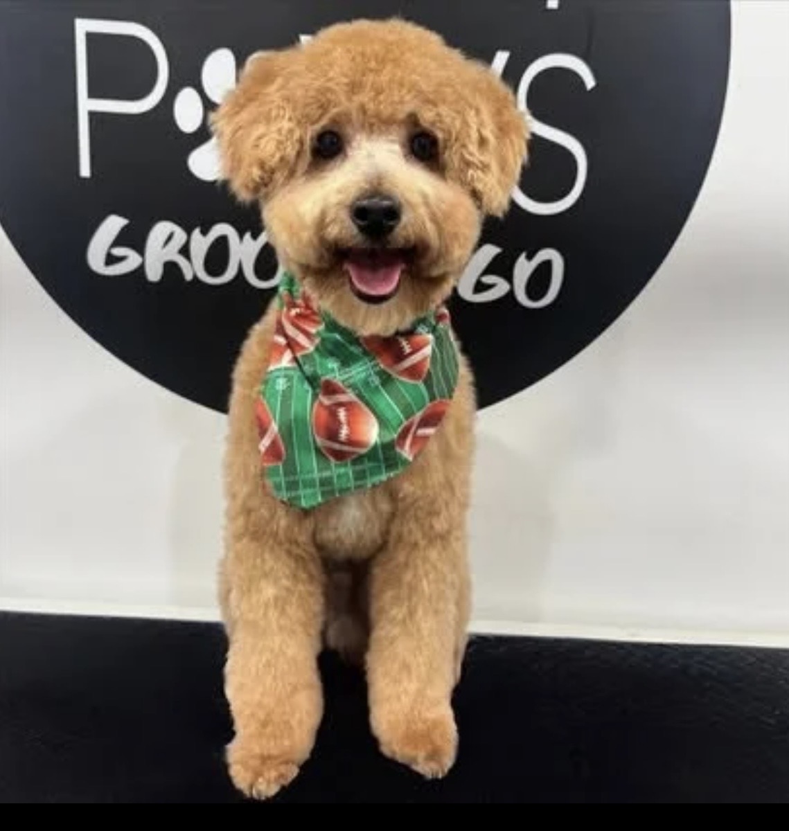 Apricot toy poodle in a bandana after a full salon dog groom