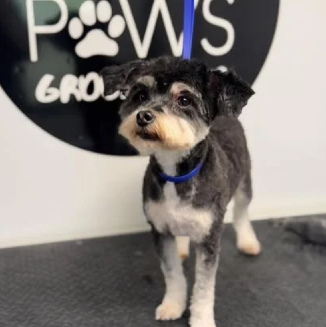 Schnauzer mix freshly groomed in the Murfreesboro dog grooming salon