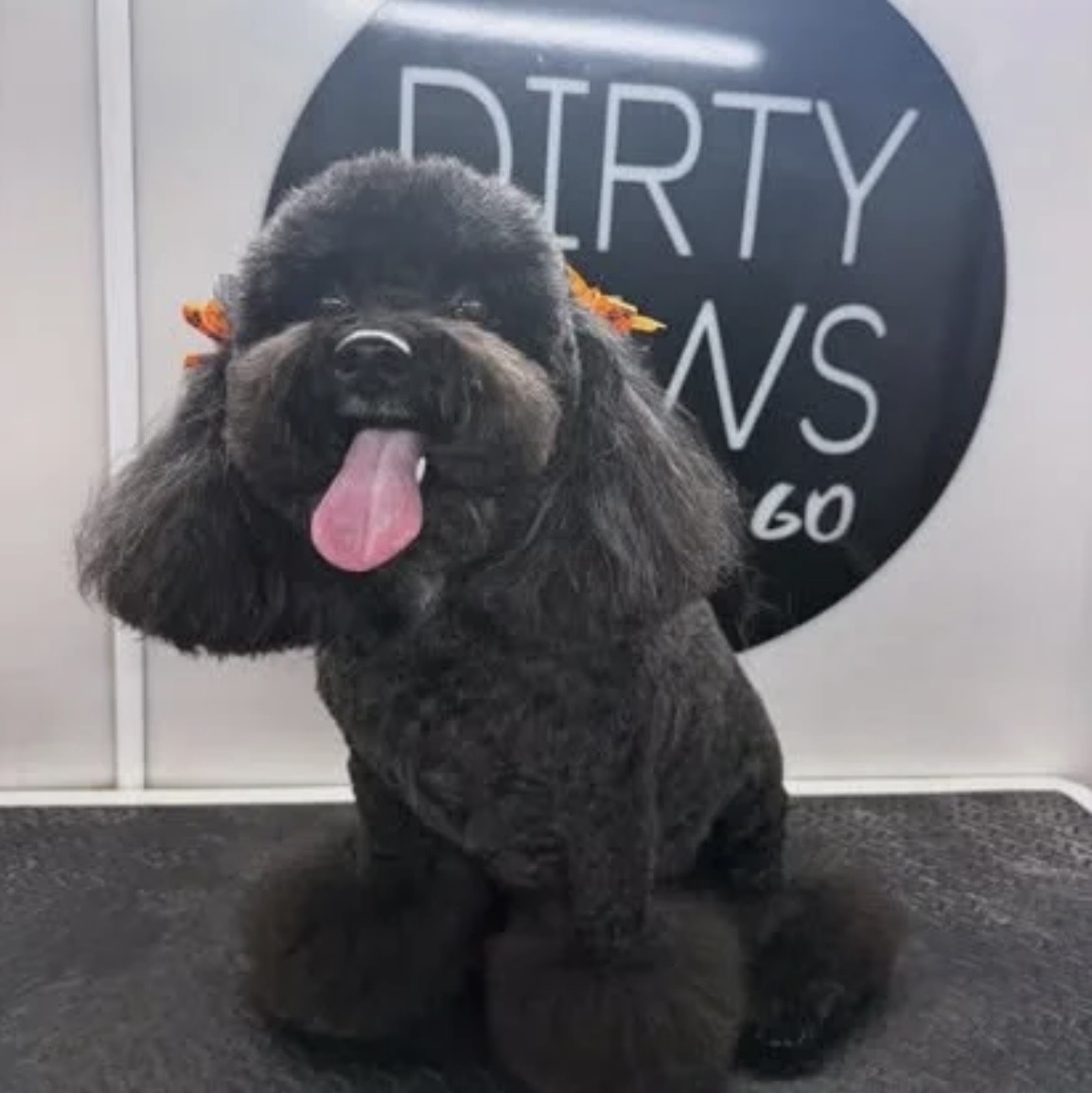 Black mini poodle with a fresh haircut at Dirty Paws Groom n Go in Murfreesboro, TN