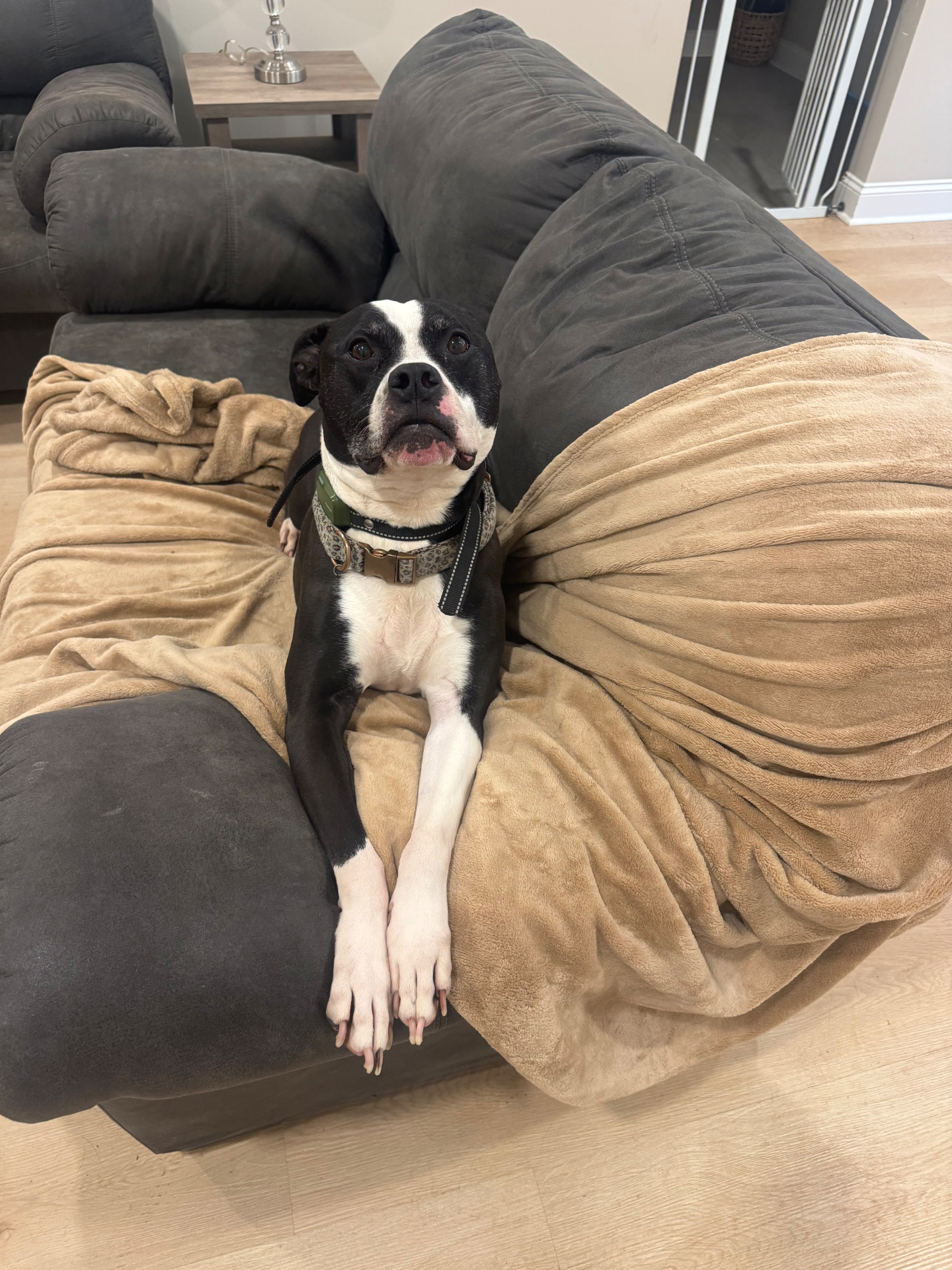 Black and white pit bull mix relaxing on the couch during a cage-free boarding stay