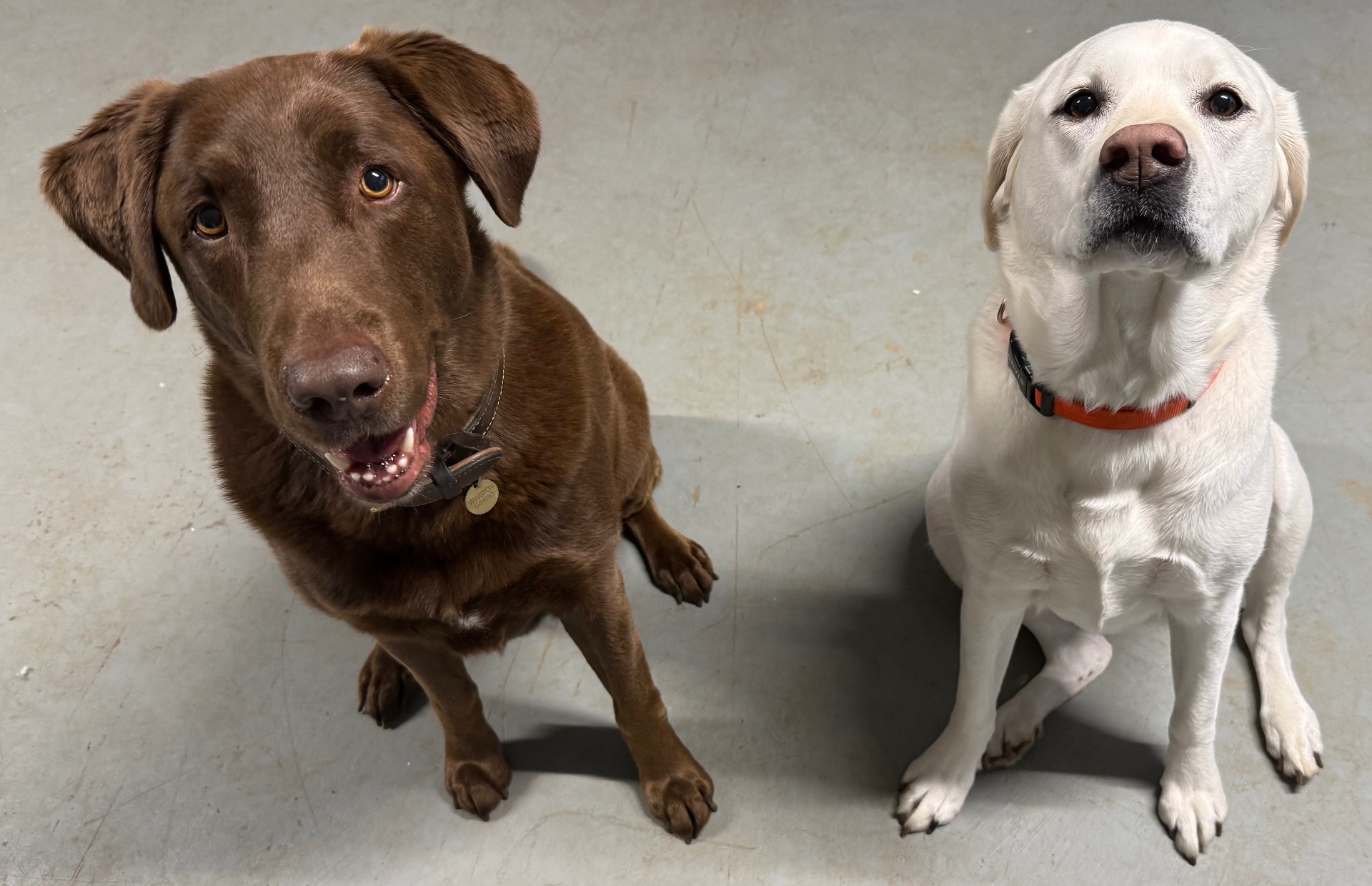 Chocolate and yellow Labradors sitting together during a boarding stay