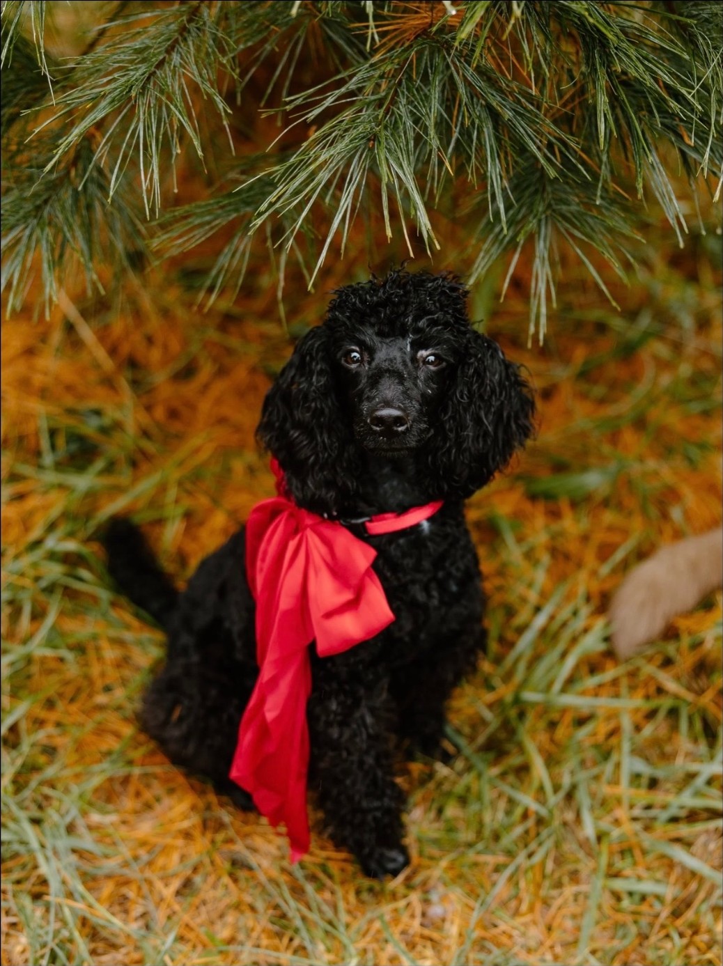 Cowboy, a black mini poodle wearing a red bow
