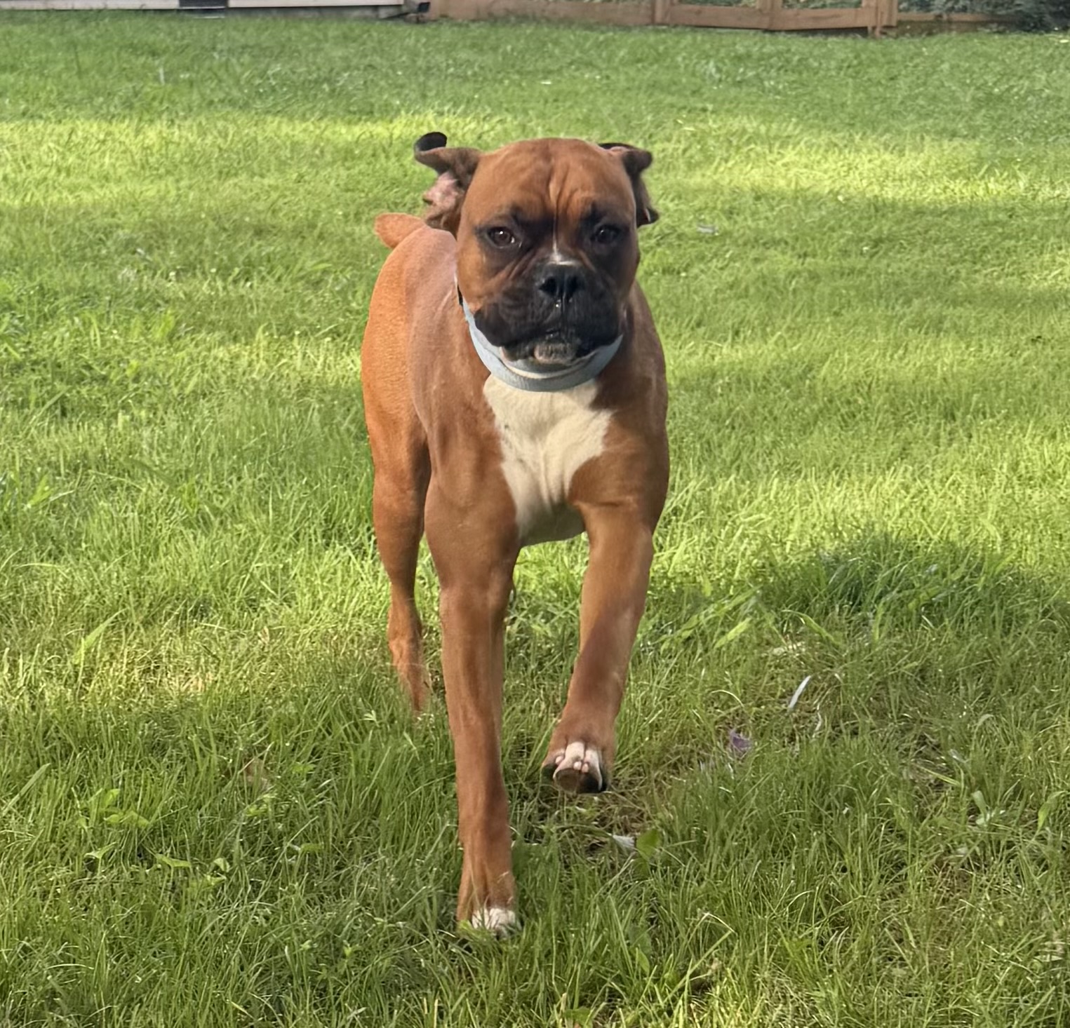 Boxer trotting across the grass during supervised daycare playtime