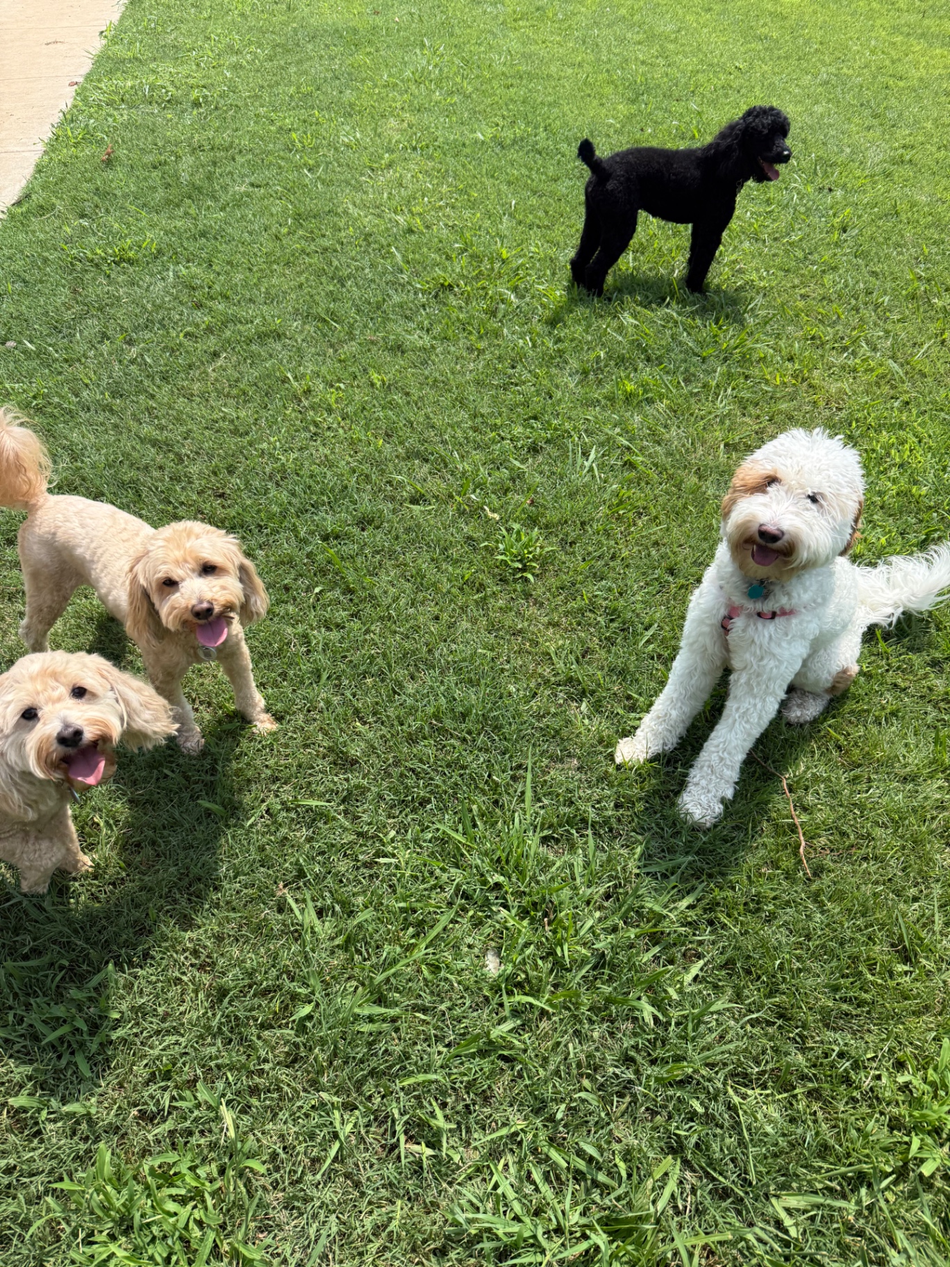 Doodles and a poodle playing in the yard during cage-free dog boarding and daycare