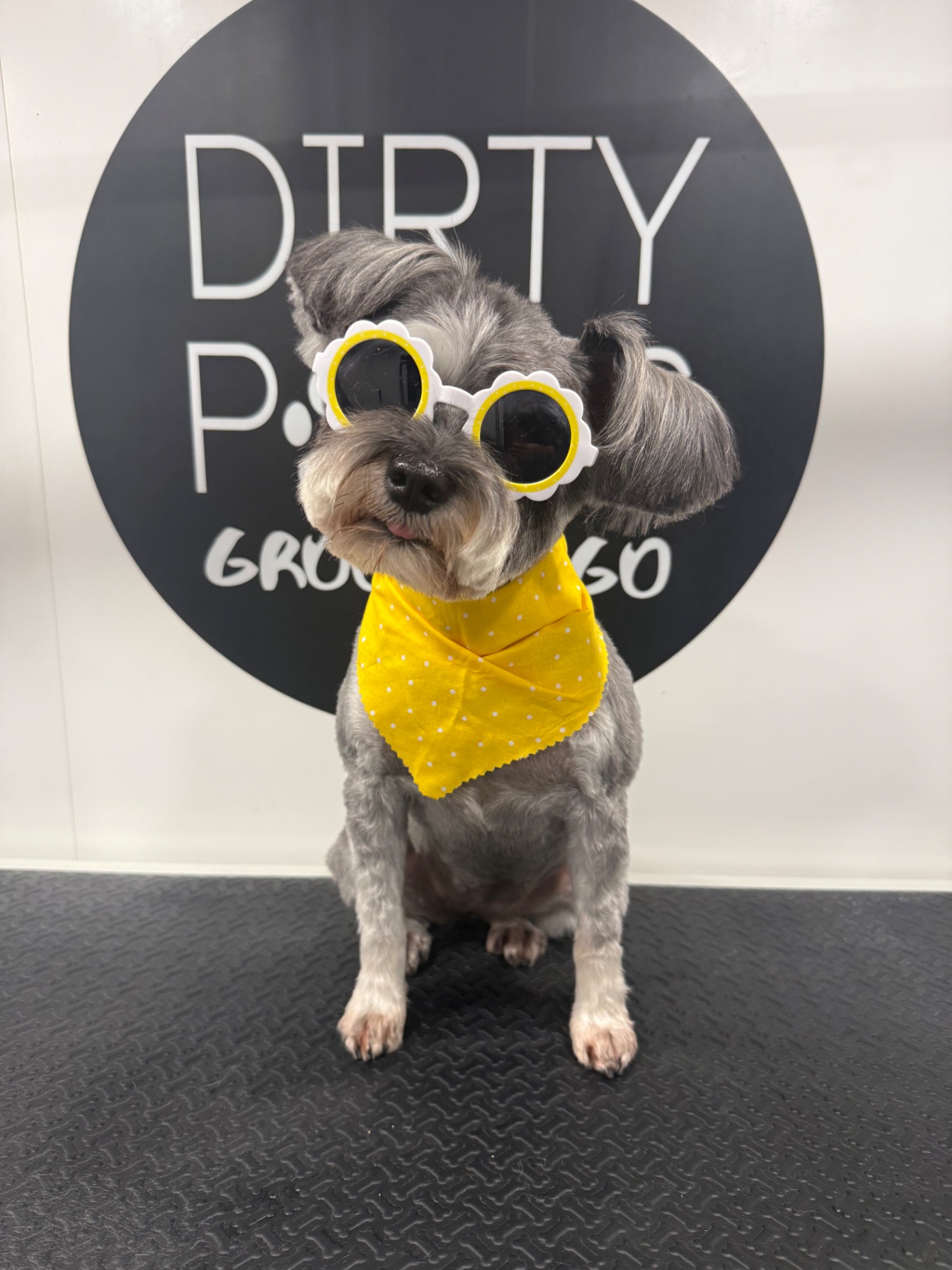 Schnauzer in sunglasses and a yellow bandana after a salon groom in Murfreesboro, TN