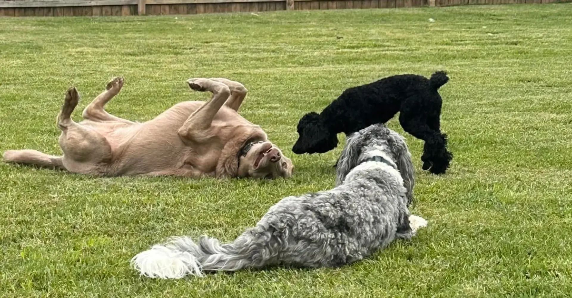 Dogs playing in the yard during cage-free dog boarding and daycare