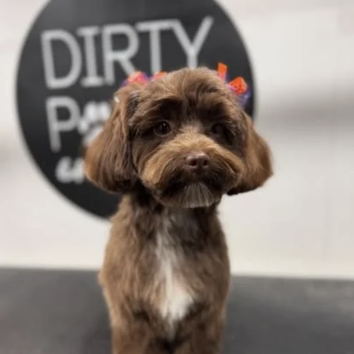 Chocolate cockapoo styled after a Dirty Paws Groom n Go grooming appointment
